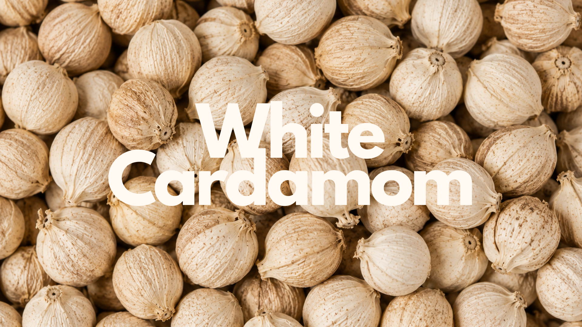 Premium White Cardamom pods from West Java, Indonesia